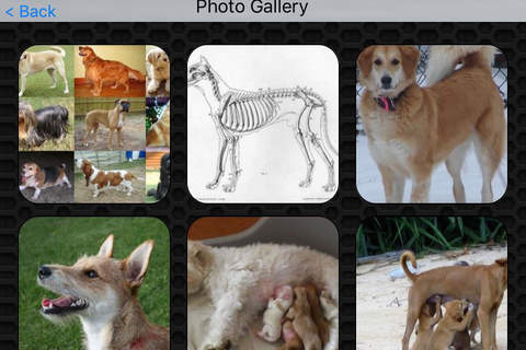 Dog Video and Photo Gallery FREE screenshot 4
