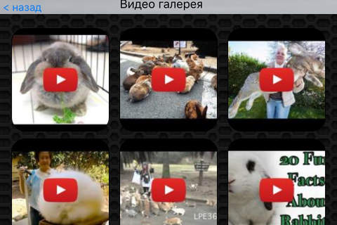 Rabbit  Photos and Videos Premium screenshot 2