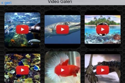 Fish  Photos and Videos | No advertisements screenshot 2