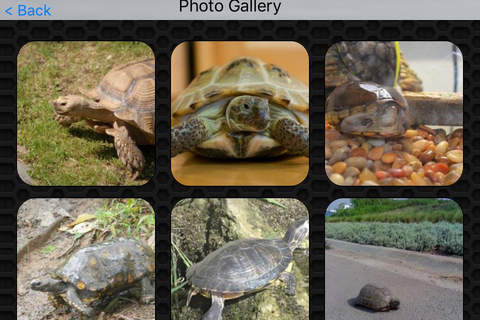 Turtle Photos & Video Galleries FREE screenshot 4