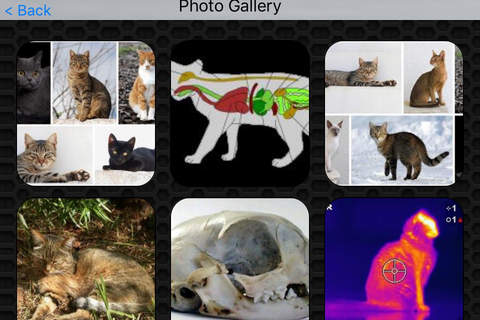 Cat Video and Photo Galleries FREE screenshot 4