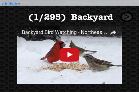 Bird Watching Photos & Videos FREE | Amazing 296 Videos and 55 Photos screenshot 3