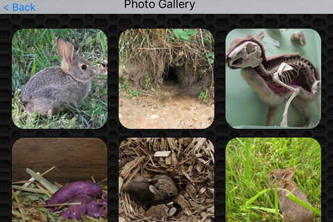 Rabbit  Photos and Videos Premium screenshot 4