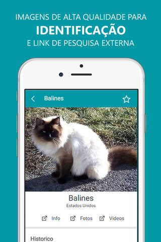 Raça de Gatos screenshot 3