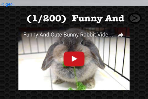 Rabbit Photos & Video Galleries FREE screenshot 3