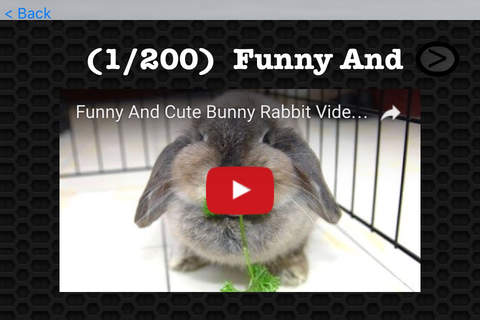 Rabbit  Photos and Videos Premium screenshot 3