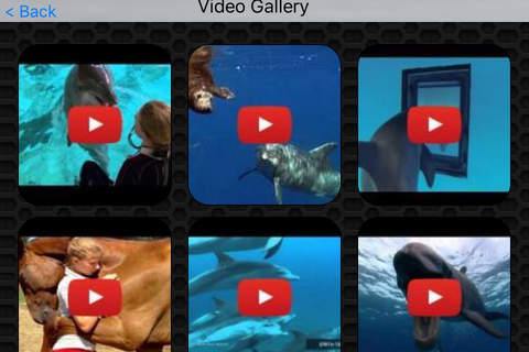 Dolphin Video and Photo Galleries FREE screenshot 2