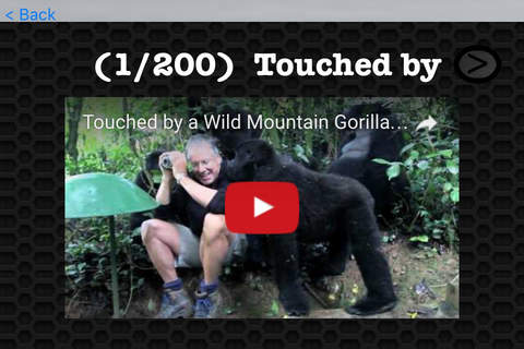Gorilla Video and Photo Galleries FREE screenshot 3