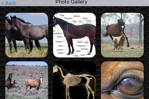 Horse Video and Photo Galleries FREE screenshot 4
