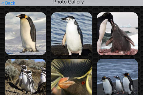 Penguin Video and Photo Galleries FREE screenshot 4