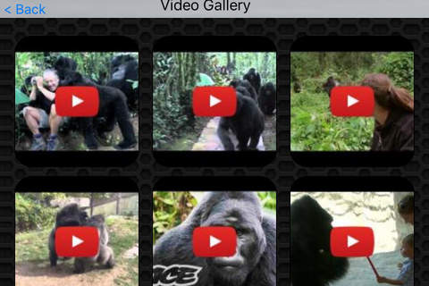 Gorilla Video and Photo Galleries FREE screenshot 2