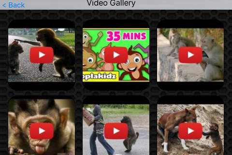 Monkey Video and Photo Galleries FREE screenshot 2