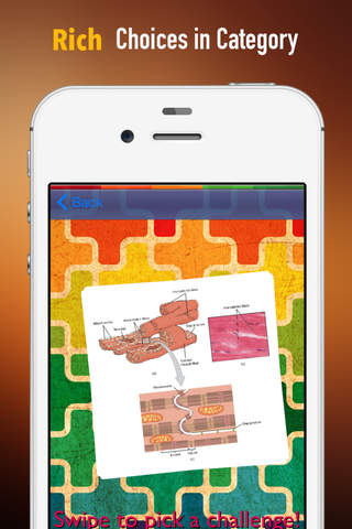 Memorize Human Anatomy Muscles by Sliding Tiles Puzzle: Learning Becomes Fun screenshot 2