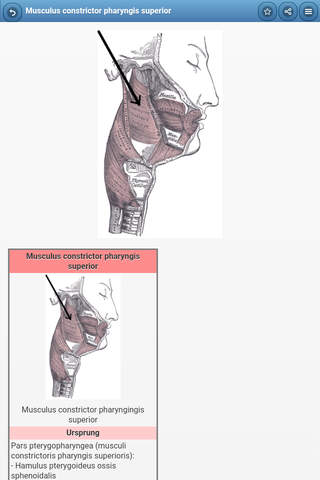 Directory of muscular system screenshot 2