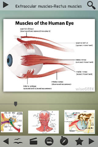 Human Muscles Info! screenshot 4