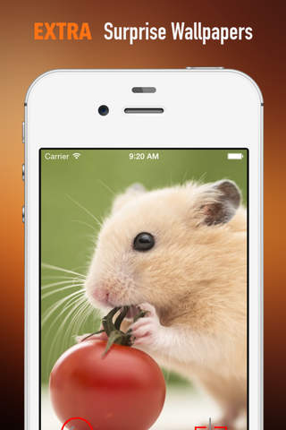 Hamster Wallpapers HD: Quotes Backgrounds with Art Pictures screenshot 3