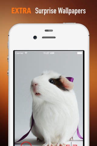 Guinea Pigs Wallpapers HD: Quotes Backgrounds with Art Pictures screenshot 3