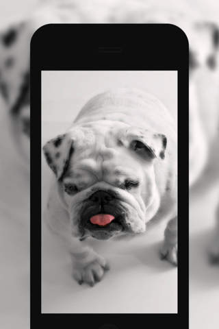 Cute 6s HD Wallpapers - Retina Wallpaper.s & Background.s for iPhone Lockscreen for Free screenshot 2