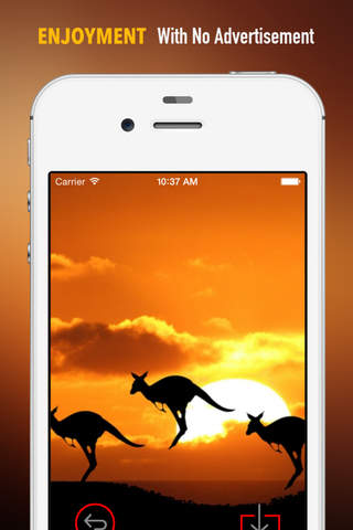 Australian Kangaroo Wallpapers HD: Quotes Backgrounds with Art Pictures screenshot 2