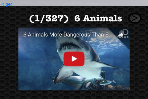 Shark Photos & Video Galleries FREE screenshot 3