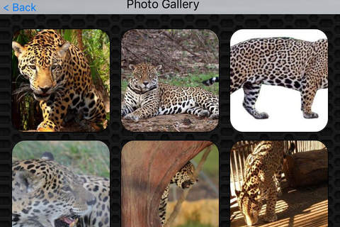 Panther Photos & Video Galleries of wildest cat FREE screenshot 4