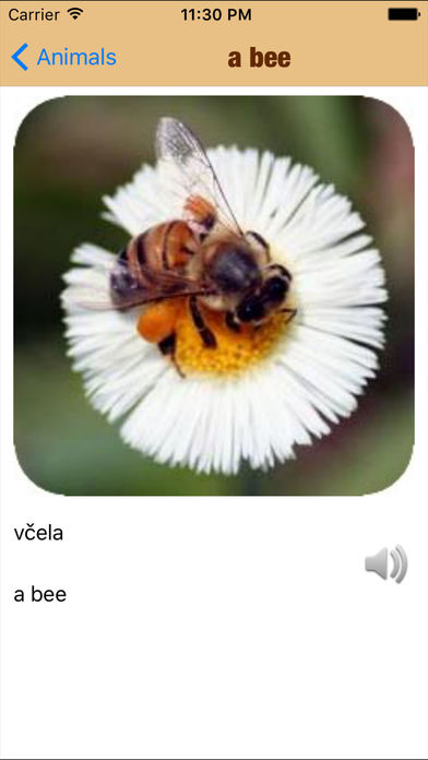 Study Czech Vocabulary - Education for life screenshot 3