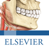 Elsevier GmbH - Sobotta Anatomy Atlas アートワーク