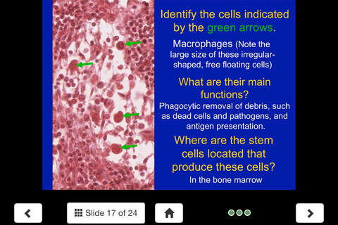 Histology - Connective Tissue screenshot 4