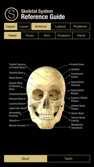 Skeletal System Reference Guide