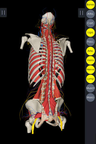 3Dbody解剖 screenshot 2