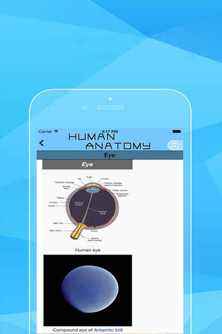 Human Anatomy - The Best Human Atlas with The Skeleton Anatomy Atlas & Muscular Anatomy & Оrgan Anatomy! screenshot 3