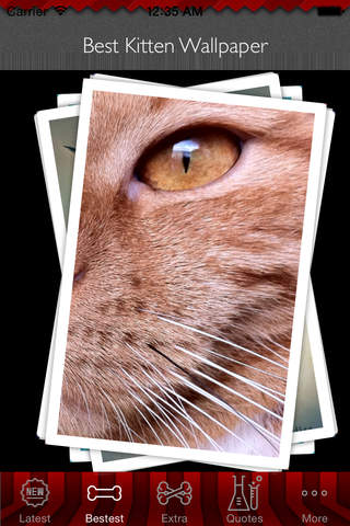 Best HD Kitten Art Wallpapers for iOS 8 Backgrounds: Animal Theme Pictures Collection screenshot 3