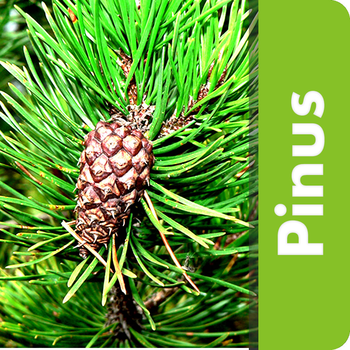 Pragas do Pinus LOGO-APP點子