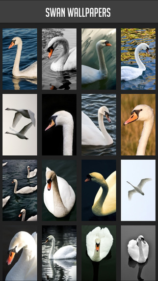 免費下載攝影APP|Swan Wallpapers app開箱文|APP開箱王