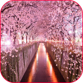 Sakura Live Wallpaper+Frame Cherry Blossom LOGO-APP點子