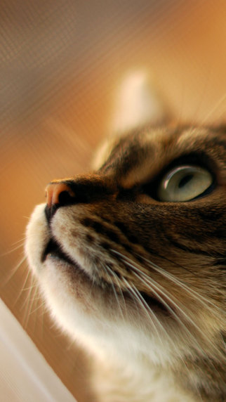 免費下載娛樂APP|Cat Wallpapers: Retina Display HD Backgrounds app開箱文|APP開箱王