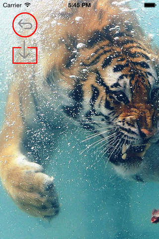 Best HD Tiger Art Wallpapers for iOS 8 Backgrounds: Wild Animal Theme Pictures Collection screenshot 2