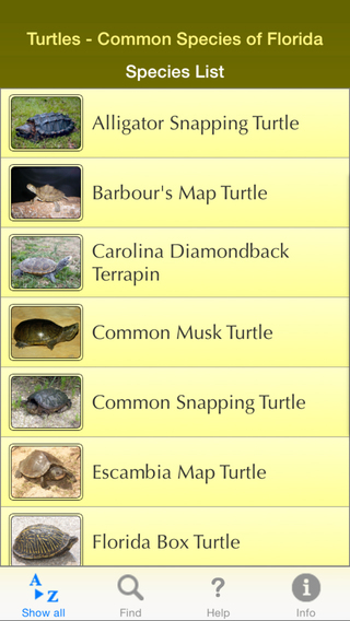 Turtles – Common Species of Florida