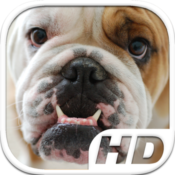 Bulldog Simulator HD Animal Life LOGO-APP點子