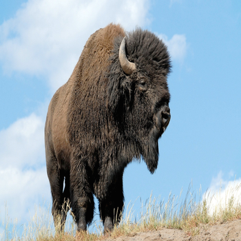 Buffalo Bison Sounds - The Best Sounds and Ringtones of these Amazing Animals LOGO-APP點子