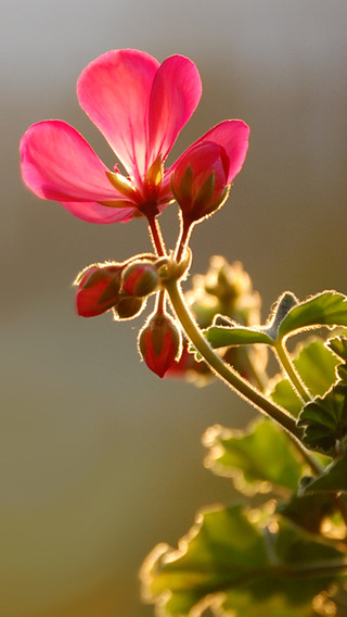 免費下載生活APP|Flowers Wallpapers Gallery - Download Beautiful Nature Rose Flowers For Your iOS Screen app開箱文|APP開箱王