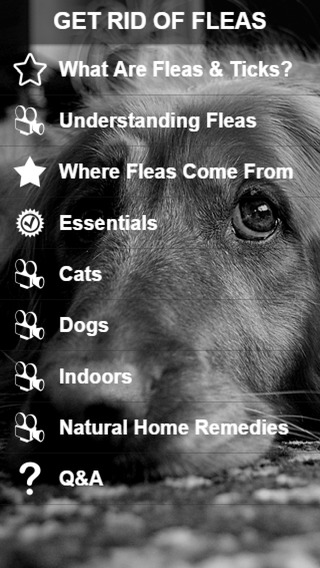 How To Get Rid Of Fleas