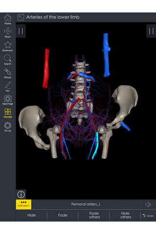 IB Pelvis - 3D Detailed Anatomy screenshot 2
