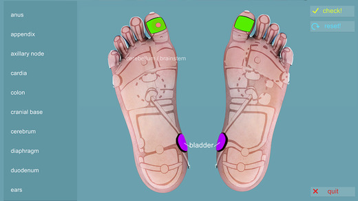 【免費教育App】Reflexology Quiz-APP點子