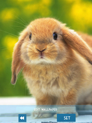 免費下載娛樂APP|Funny & Cute Animals HD Wallpapers - Adorable Pets: Free Background Pictures app開箱文|APP開箱王