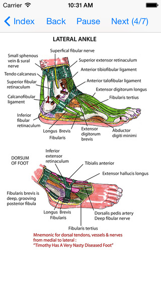 【免費醫療App】Anatomy Lectures Limbs-APP點子