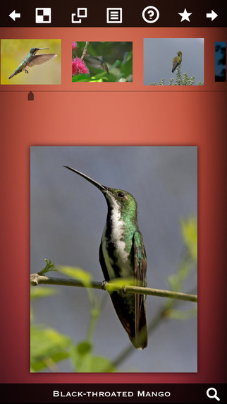 【免費娛樂App】Hummingbirds Species Pro-APP點子