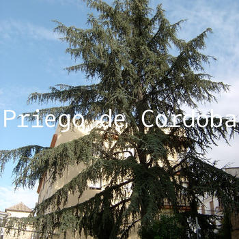 Priego de Cordoba Offline Map by hiMaps LOGO-APP點子