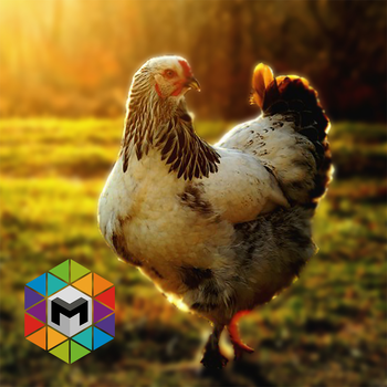 My Chicken Simulator LOGO-APP點子