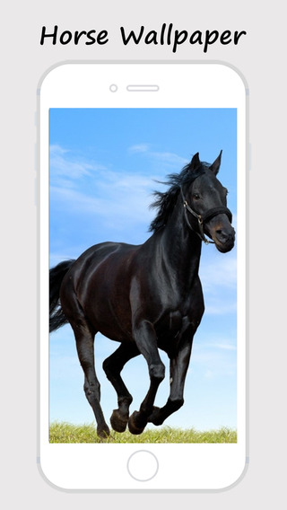 免費下載生活APP|Horse Wallpapers and Backgrounds app開箱文|APP開箱王